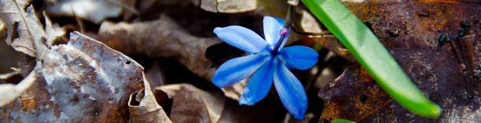 blue-flower.jpg - 37.76 kB